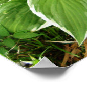 Blad van de Hosta Plantainlelie Poster (Hoek)