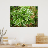 Blad van de Hosta Plantainlelie Poster (Keuken)