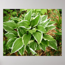 Blad van de Hosta Plantainlelie Poster