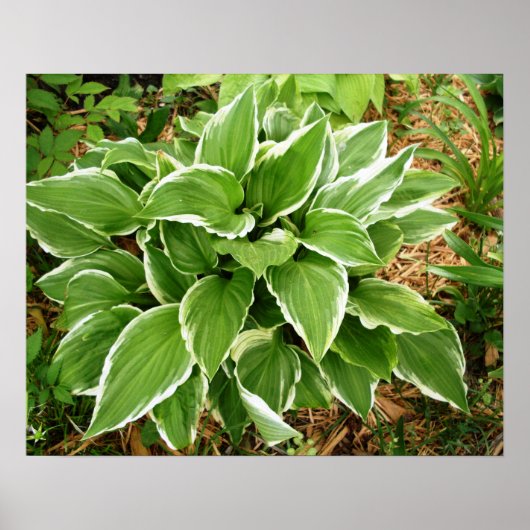 Blad van de Hosta Plantainlelie Poster (Voorkant)