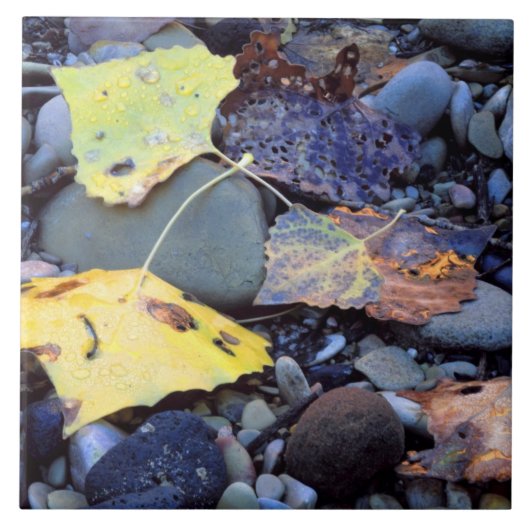 Blad van Fremont-katoenhout op de overstroming in  Tegeltje (Voorkant)