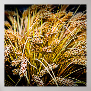 Blad van tarwe - Hartelijk dank Poster