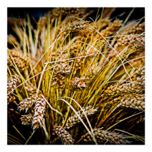 Blad van tarwe - Hartelijk dank Poster