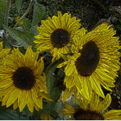 bladachtergrond met grote gele zonnebloemen legpuzzel