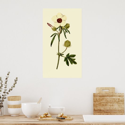 Bladder Hibiscus, Venice Mallow Poster (Keuken)