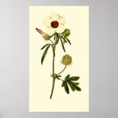 Bladder Hibiscus, Venice Mallow Poster (Voorkant)
