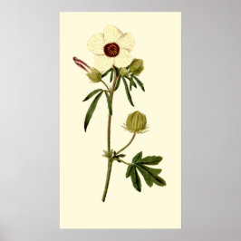 Bladder Hibiscus, Venice Mallow Poster