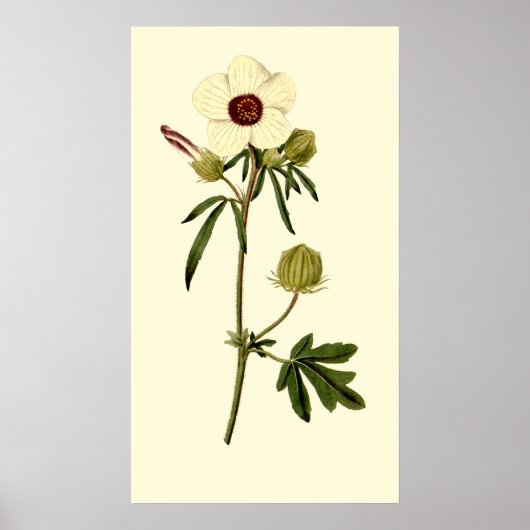 Bladder Hibiscus, Venice Mallow Poster (Voorkant)