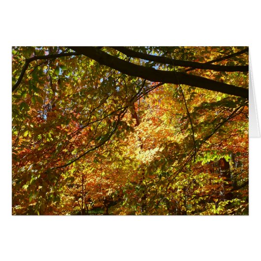 Bladerdak van herfstbladeren I Gele herfst natuur (Voorkant Horizontaal)