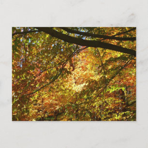 Bladerdak van herfstbladeren I Gele herfst natuur Briefkaart