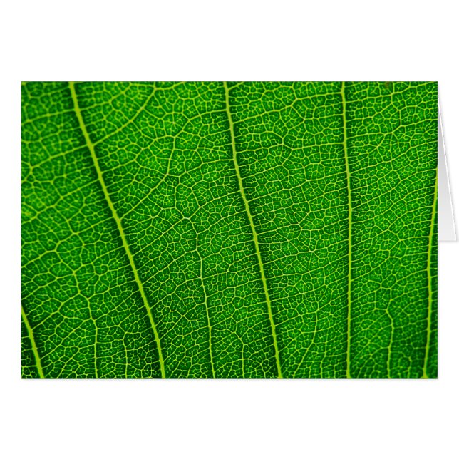 bladeren (Voorkant Horizontaal)