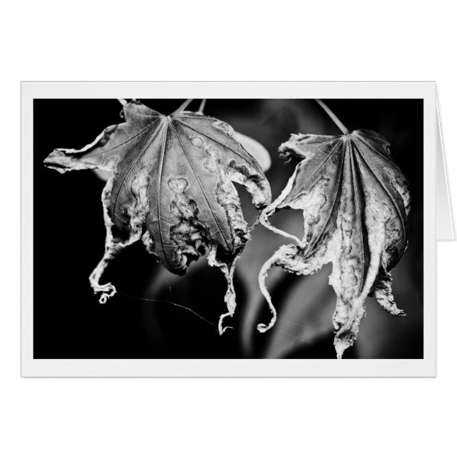 bladeren (Voorkant Horizontaal)