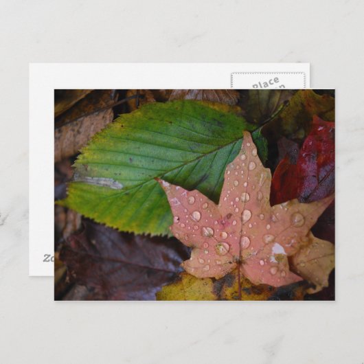 Bladeren Briefkaart (Voorkant / Achterkant)