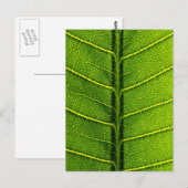 bladeren briefkaart (Voorkant / Achterkant)