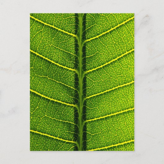bladeren briefkaart (Voorkant)