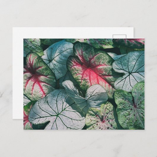  bladeren briefkaart (Voorkant / Achterkant)