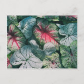  bladeren briefkaart (Voorkant)