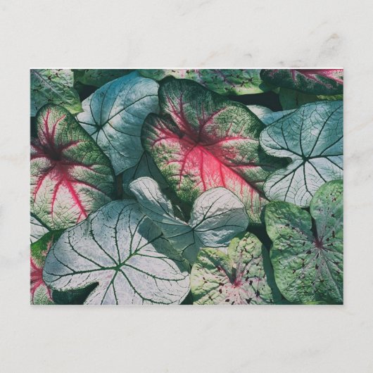  bladeren briefkaart (Voorkant)