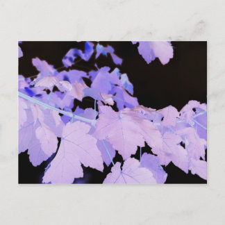 Bladeren~ fotografie van Lauren Perry~ Briefkaart