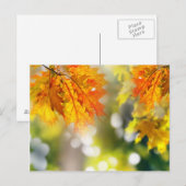 Bladeren in de takken van het herfstbos briefkaart (Voorkant / Achterkant)