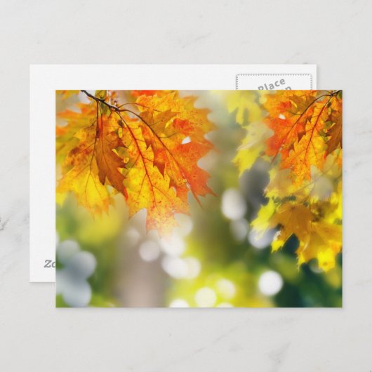 Bladeren in de takken van het herfstbos briefkaart (Voorkant / Achterkant)