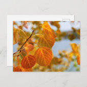Bladeren in Sinaasappel Briefkaart (Voorkant / Achterkant)
