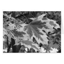 Bladeren in zwart-wit