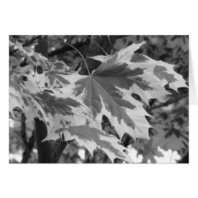 Bladeren in zwart-wit (Voorkant Horizontaal)