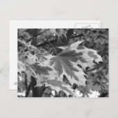 Bladeren in zwart-wit briefkaart (Voorkant / Achterkant)