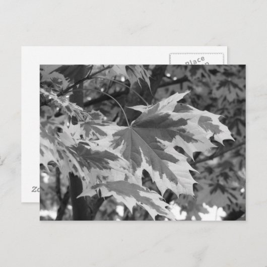Bladeren in zwart-wit briefkaart (Voorkant / Achterkant)