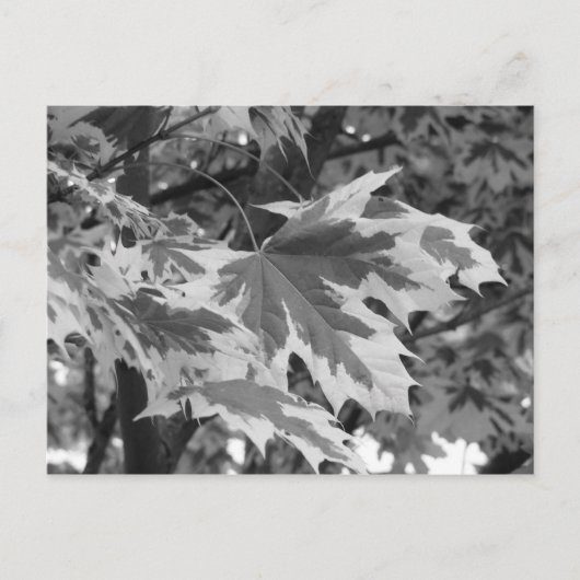 Bladeren in zwart-wit briefkaart (Voorkant)