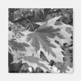 Bladeren in zwart-wit magneet