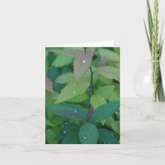 Bladeren met dauw kaart