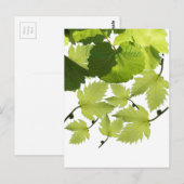 Bladeren met druivenwijn briefkaart (Voorkant / Achterkant)