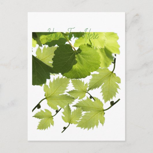Bladeren met druivenwijn briefkaart (Voorkant)