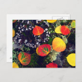 Bladeren op een korstbedekte rots, Rocky Mountains Briefkaart (Voorkant / Achterkant)