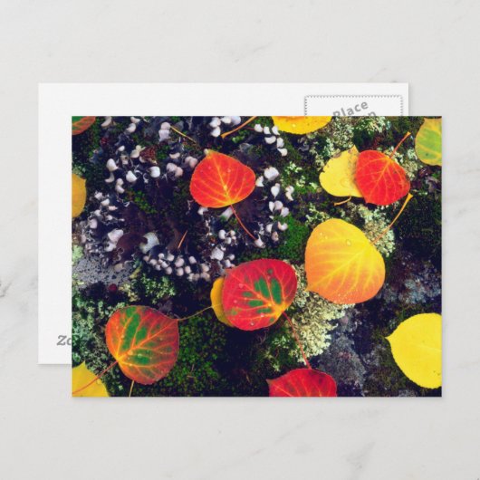 Bladeren op een korstbedekte rots, Rocky Mountains Briefkaart (Voorkant / Achterkant)