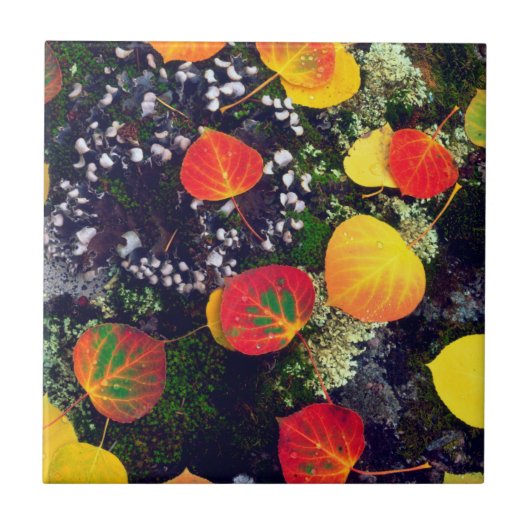 Bladeren op een korstbedekte rots, Rocky Mountains Tegeltje (Voorkant)