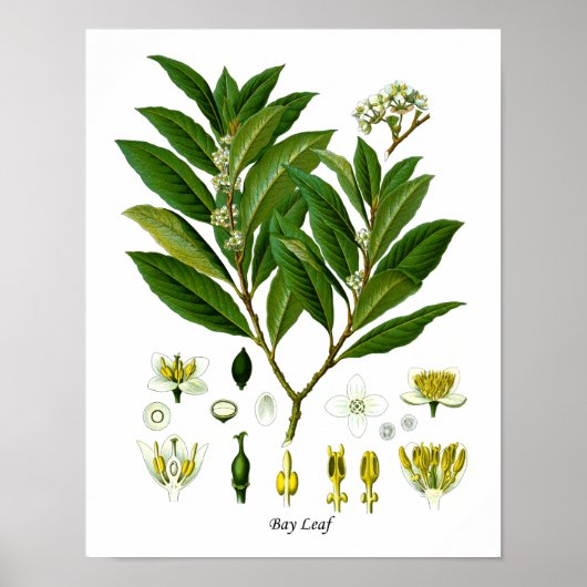 Bladeren Plant Illustratie Herb Wall Decor Poster (Voorkant)