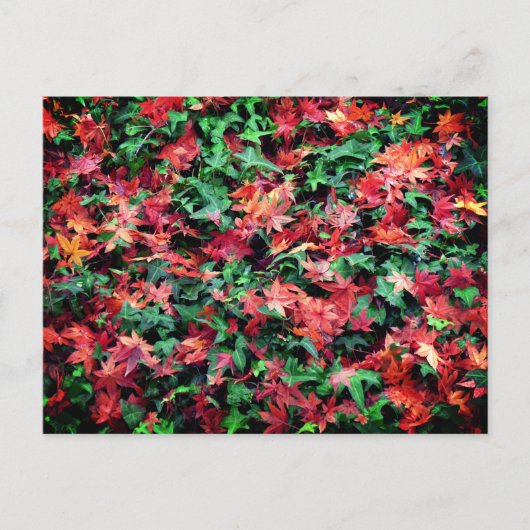 Bladeren - rood en groen briefkaart (Voorkant)
