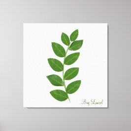 Bladeren van de laurierplant canvas afdruk