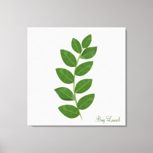 Bladeren van de laurierplant canvas afdruk