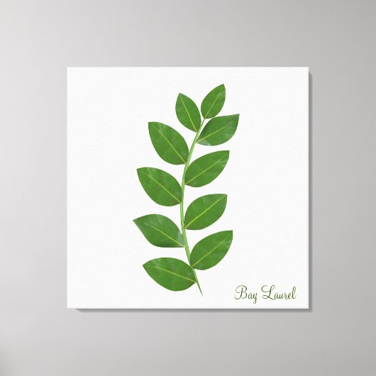 Bladeren van de laurierplant canvas afdruk (Voorkant)