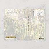 bladeren van gedroogde tabak briefkaart (Achterkant)