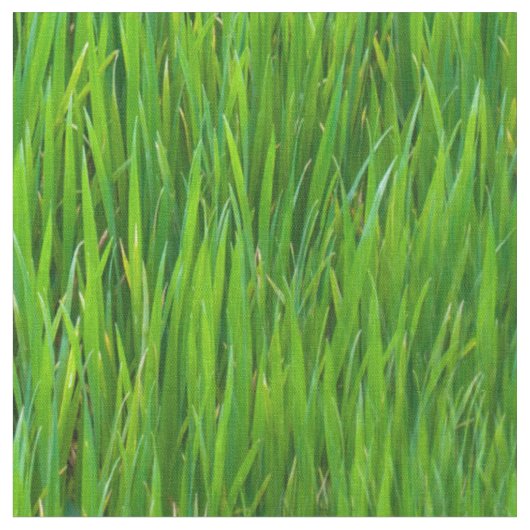 bladeren van gras stof (Close Up)