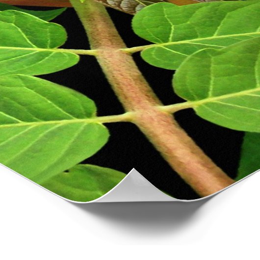 Bladeren van hemelbladeren poster (Hoek)