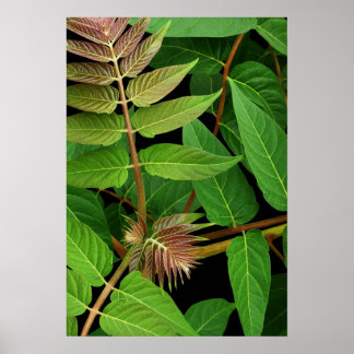 Bladeren van hemelbladeren poster