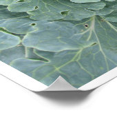 Bladeren van kool, Plant bovenaan Poster (Hoek)