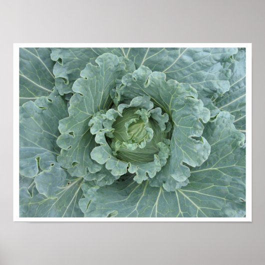 Bladeren van kool, Plant bovenaan Poster (Voorkant)