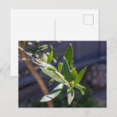 Bladeren van olijfbomen briefkaart (Voorkant / Achterkant)